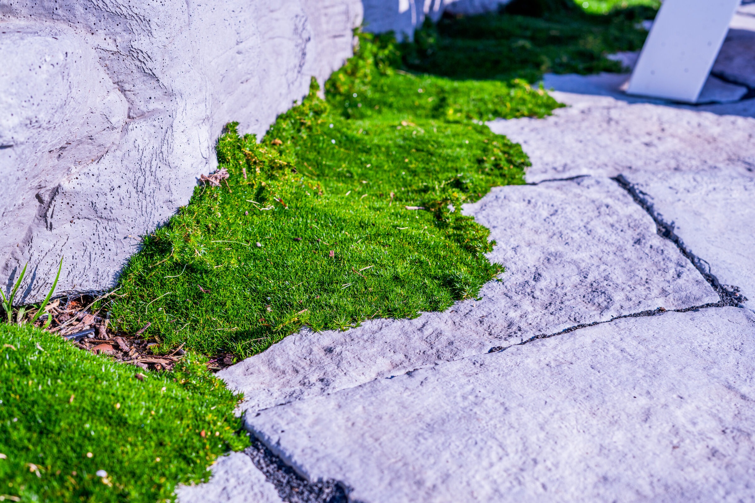 The image shows vibrant green moss growing between irregular-shaped gray stone slabs on a pathway, with a blurred background suggesting a garden setting.