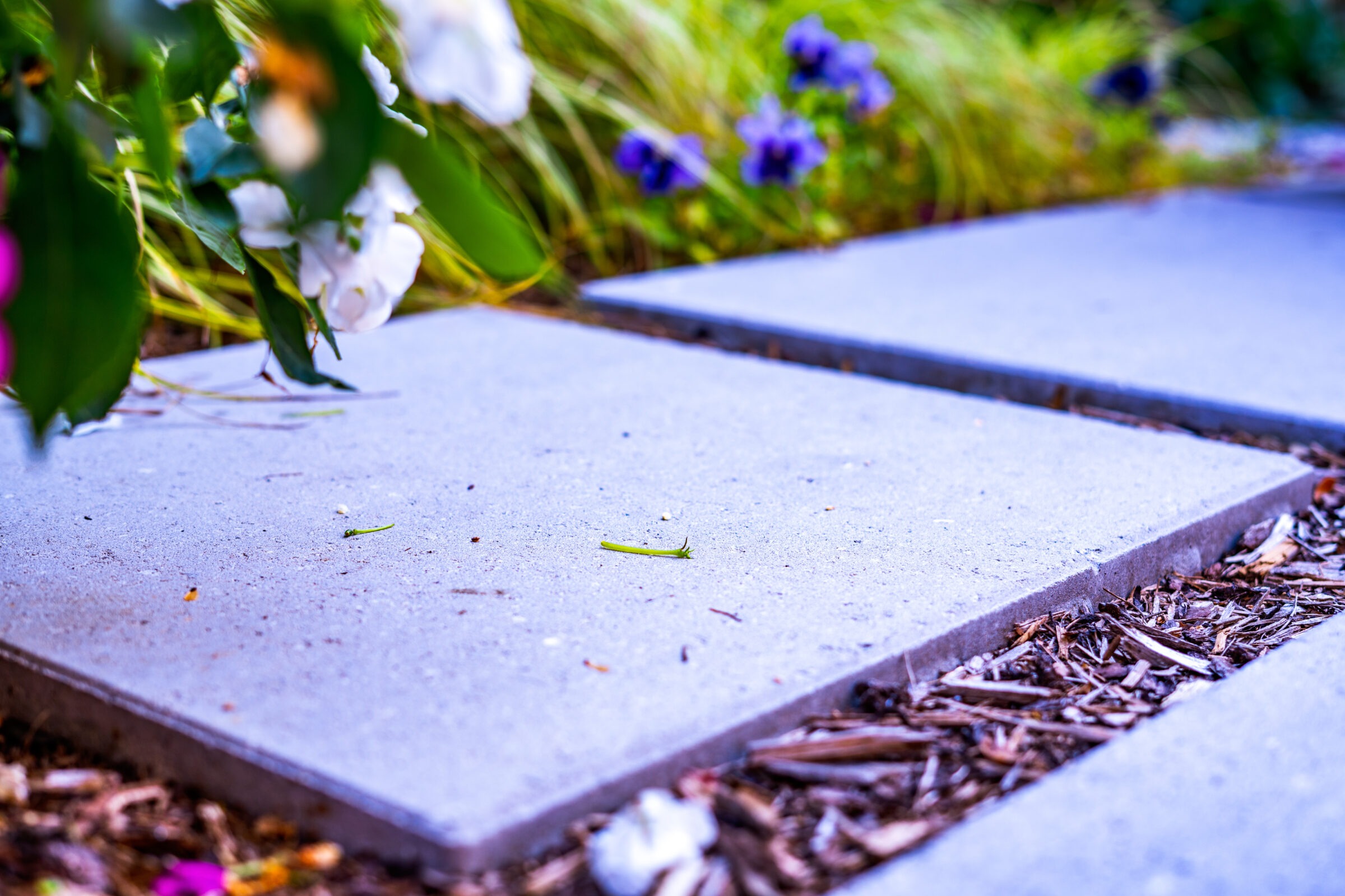 A garden pathway with square concrete stepping stones surrounded by purple flowers, green foliage, and mulch. The focus is on the path's texture.