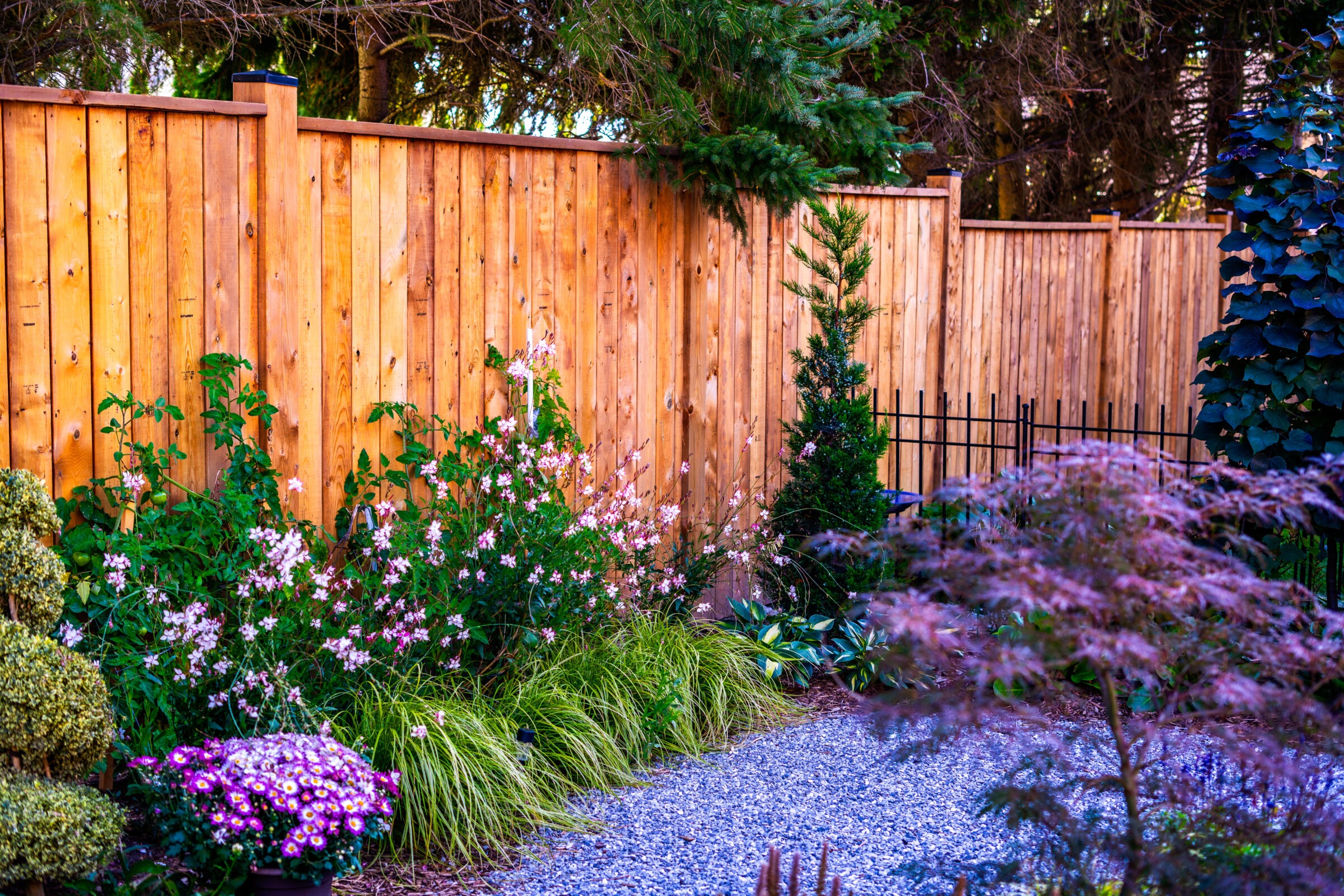 A vibrant garden with various plants and flowers alongside a wooden fence. Gravel pathway leads through lush greenery. Tranquil and well-maintained outdoor space.