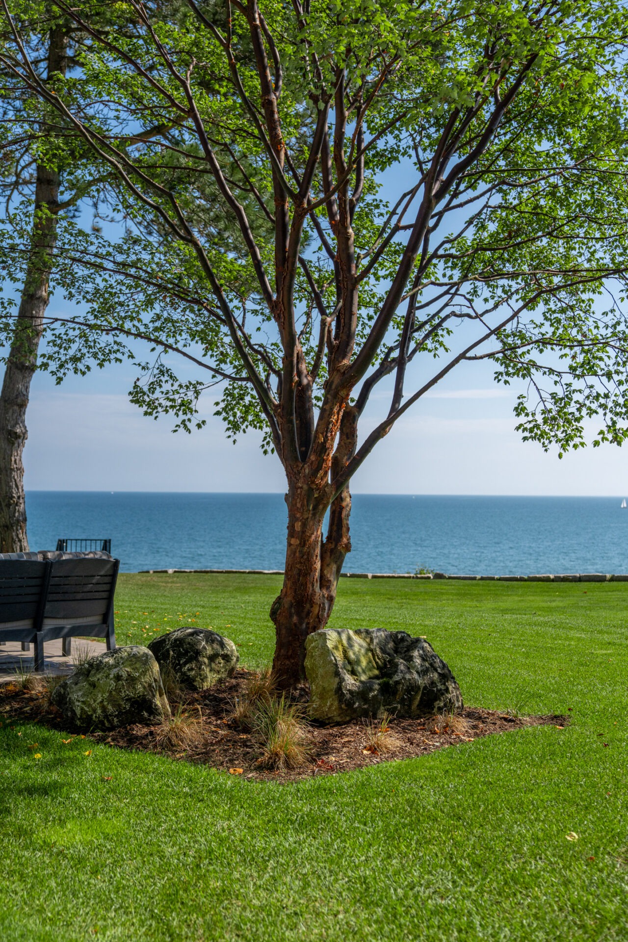 A slender tree surrounded by large landscape rocks on a green lawn overlooking a calm blue lake.