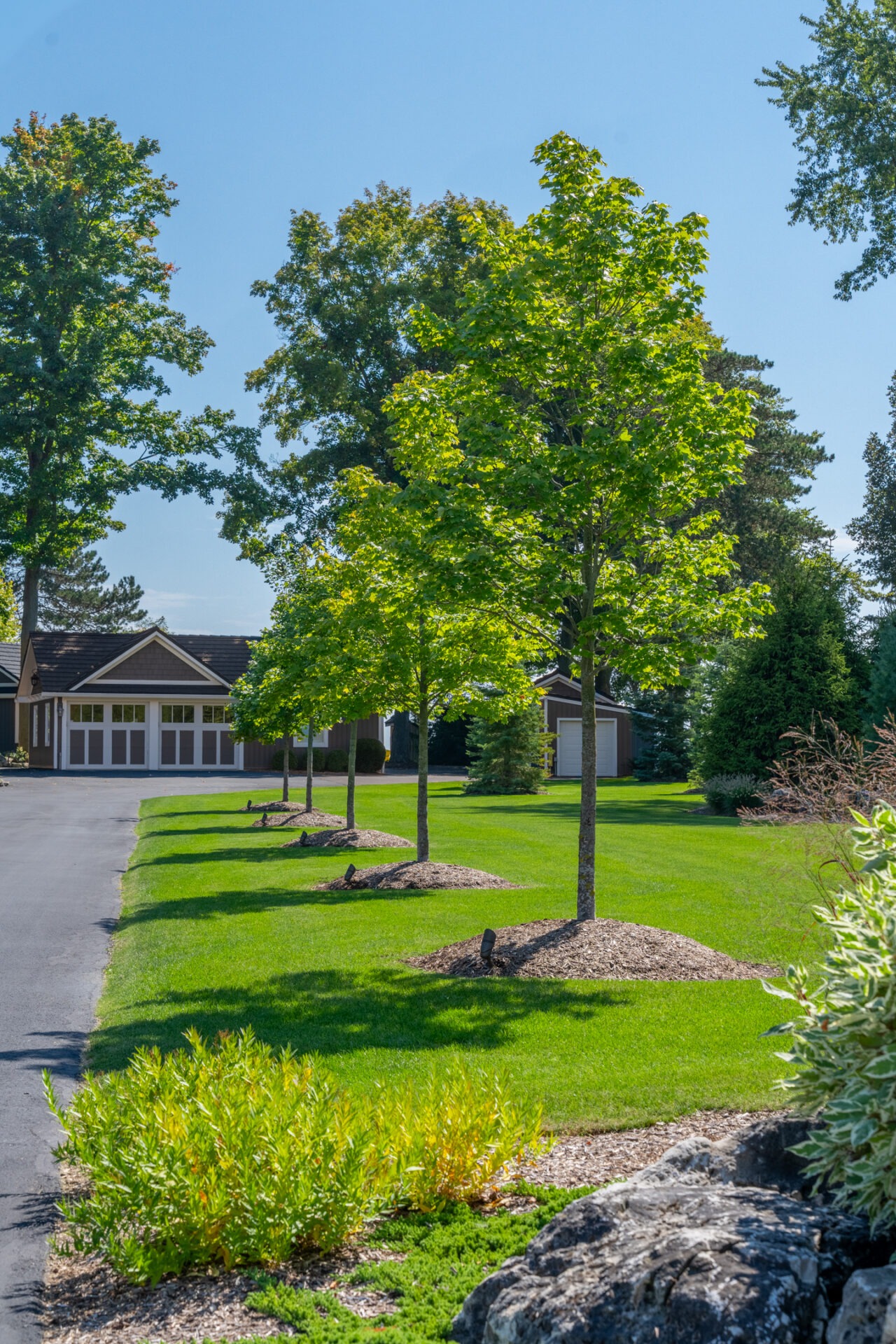 Detail shot of young trees with mulch rings along a driveway, set against a bright blue sky.