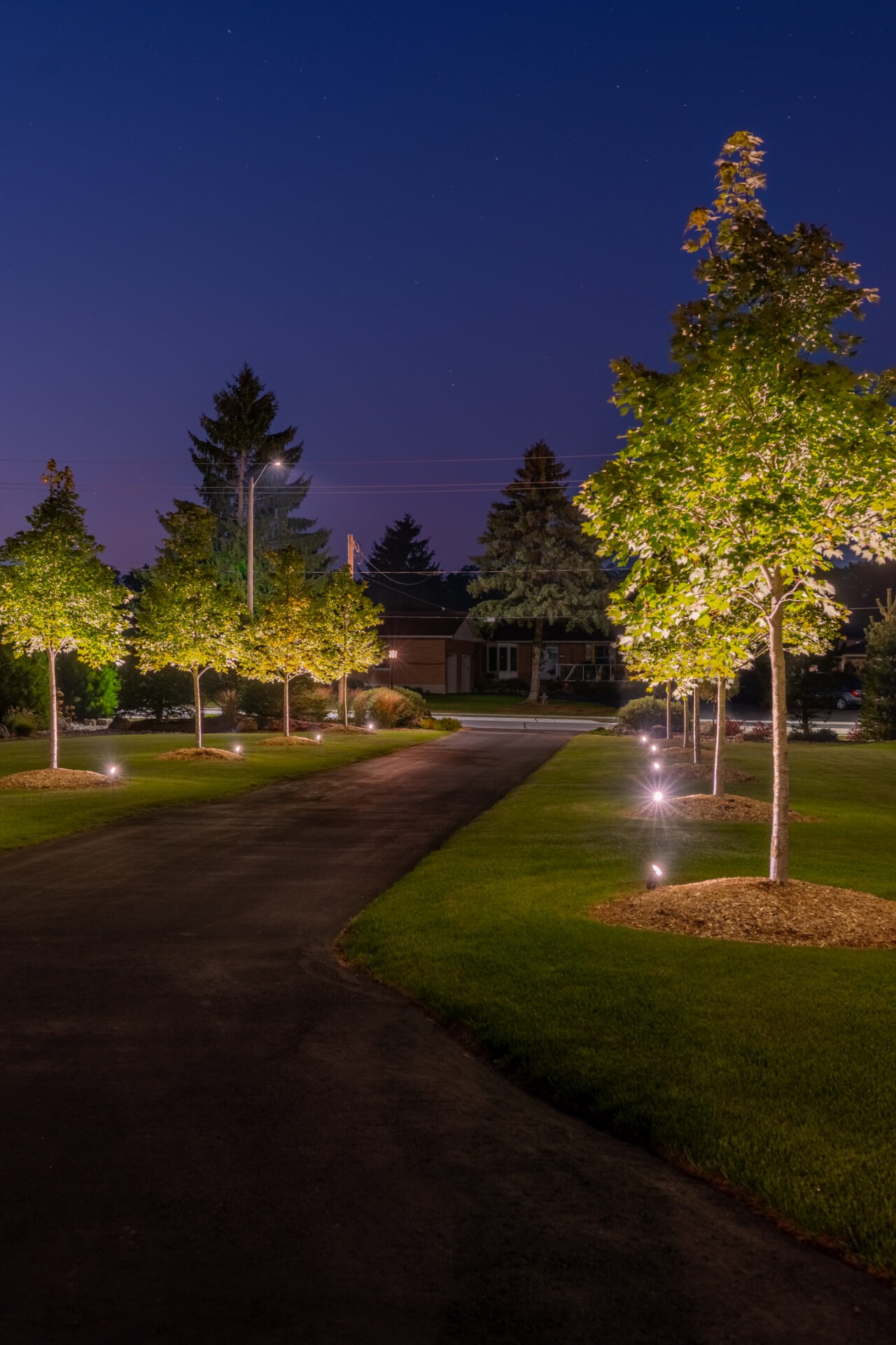 A long driveway at night lined with young, glowing trees illuminated by uplights against a dark sky.